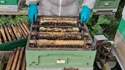 Swarm Cells vs Play Cups and How to Sometimes Stop a Colony from Swarming - Short Form Video 21/4/25