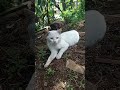 #kucing kucing lucu 😻😻😻😻😻😻