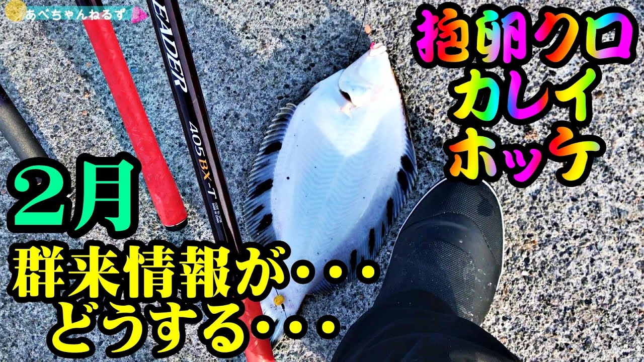 【釣り】北海道カレイ・ホッケ・クロガシラ抱卵・ニシン群来情報が・・・：2024年2月
