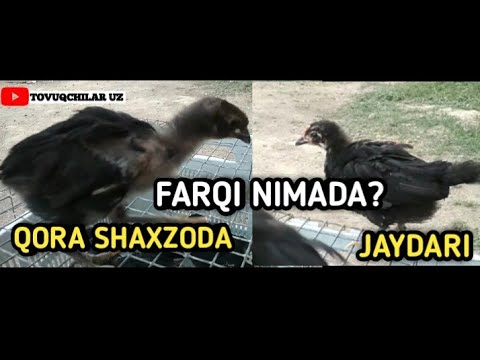 QORA SHAXZODA JOJASI JAYDARI JOJADAN FARQI | ЧЕМ ОТЛИЧАЕТСЯ ЧЕРНЫЙ ПРИНЦ ОТ ДОМАШНИХ ЦЫПЛЯТ