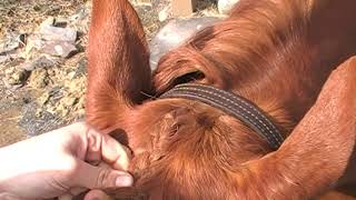 Forelock Braid (Button & Hunter)