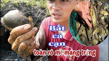 Bắt cá cạn mùa lúa chín trúng ổ rô đồng mang trứng. "Quất cúm núm". Minh khôi vlogs