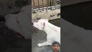 Pitbull Vs German Shepherd