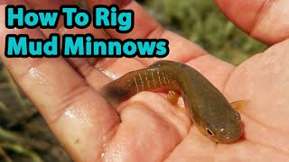 2 Best Ways To Rig Mud Minnows (For Redfish, Trout & Flounder) 