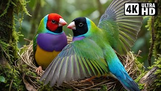 Amazing Bird nests | Baby Birds | Stress Relief | Relaxing Birds Sound | Soothing Birds Chirping