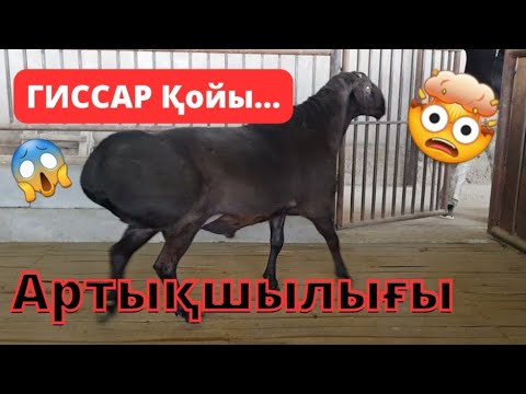 Бейне: Қойдың ең жақсы тұқымдары. Гиссар тұқымы: сипаттамасы және фотосы