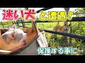 こんな時あなたならどうする?ネコ吉との散歩中に出会った迷い犬を保護する事にしたその結末‥