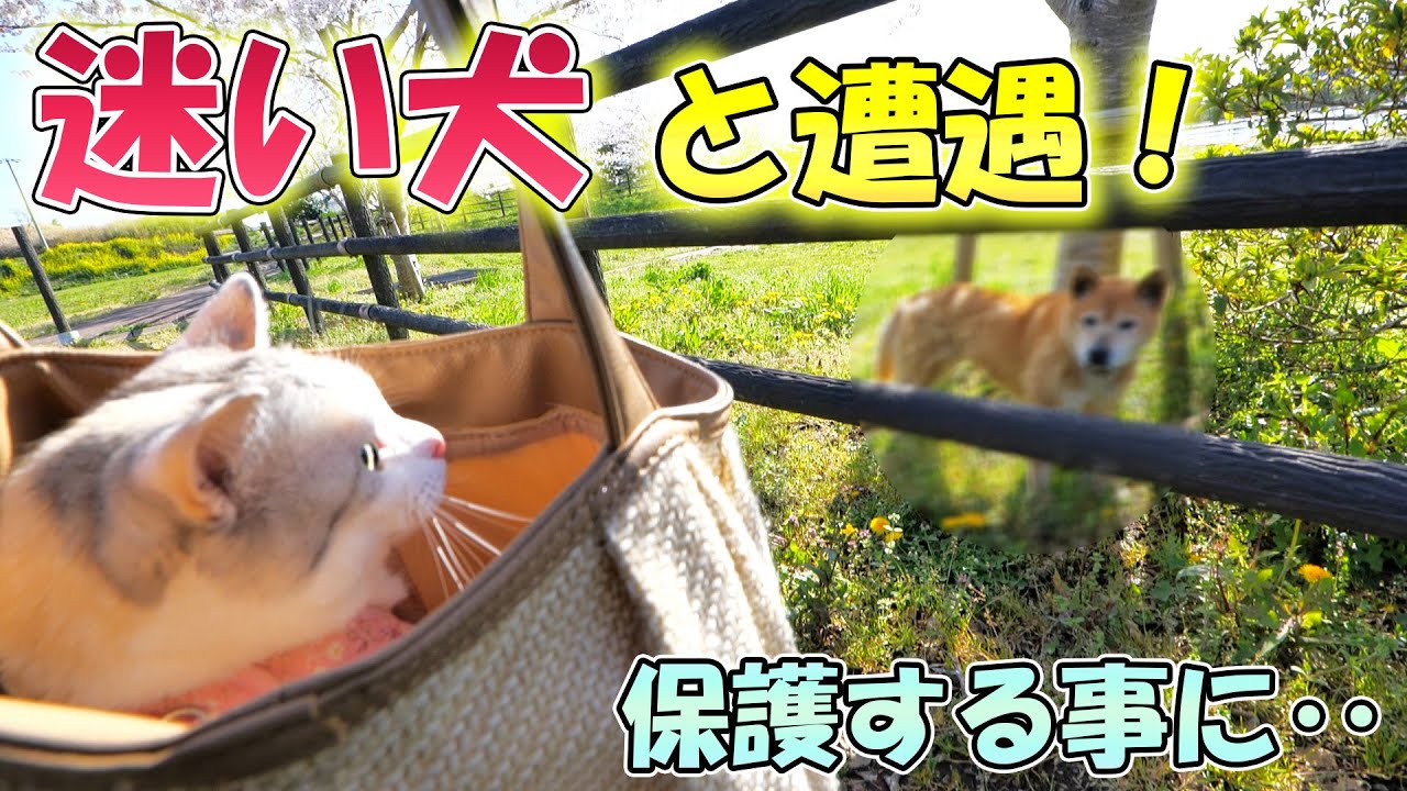 Я встретил потерянную собаку, когда гулял с кошкой.