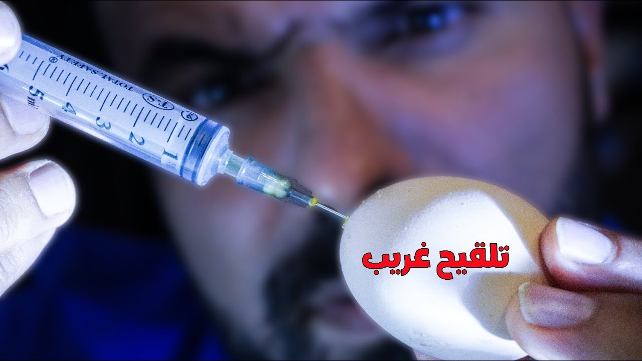 😨 لقاح داخل البيضة؟ السر اللي ما تعرفوش عن الدجاج والفيروسات! 🐣