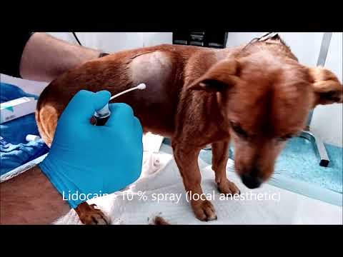 Video: Abcessen Bij Honden