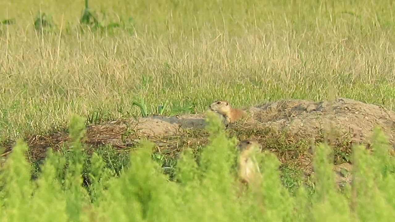 Prairie Dog Jump Yips YouTube