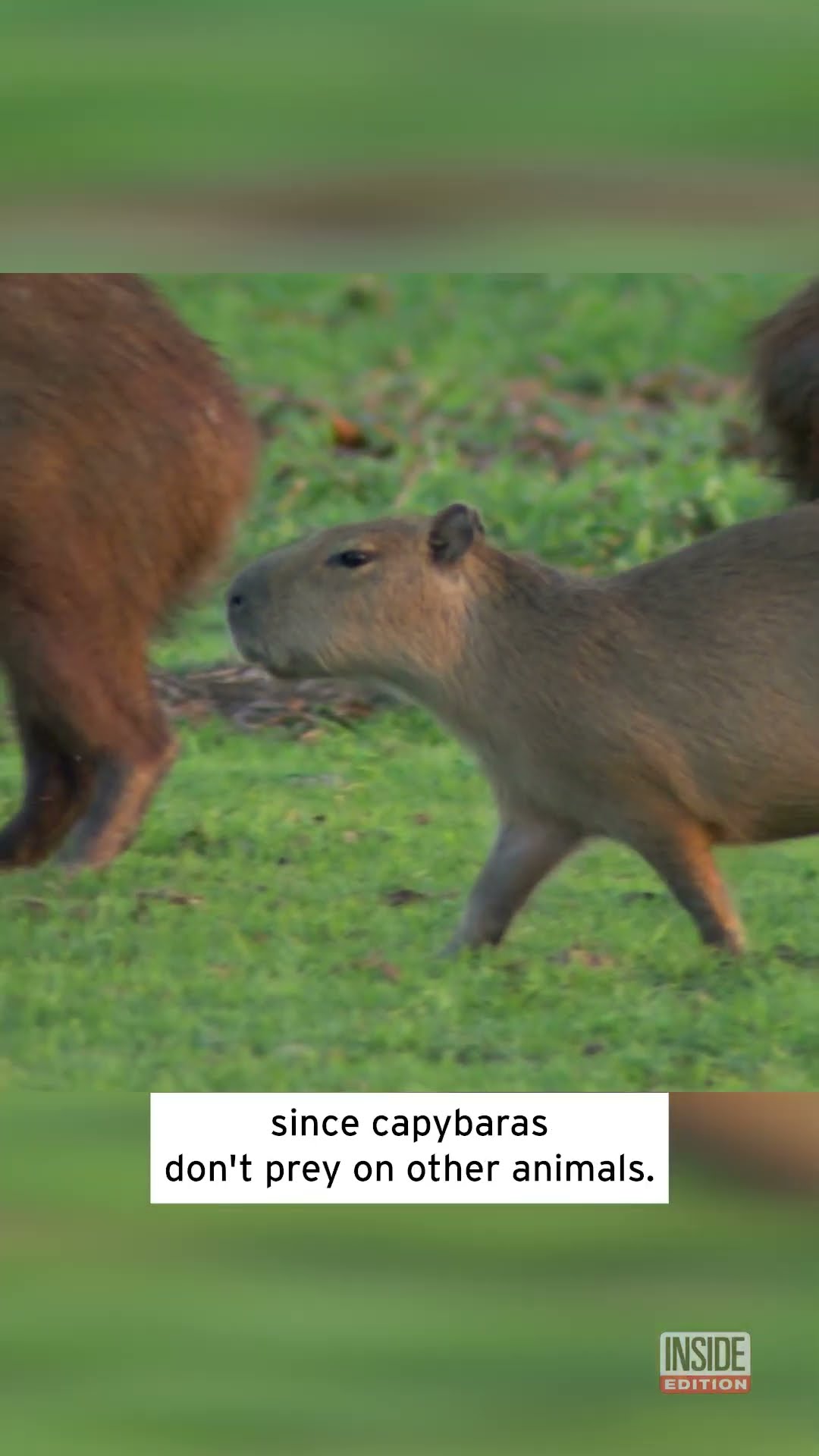Cop in Capybara Costume Cuffs Suspected Crooks #shorts