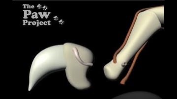 Declaw surgery and its consequences