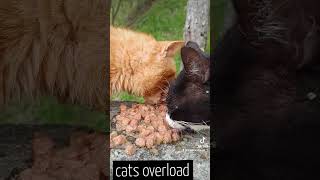 cats overload by Cats OVERLOAD 105 views 1 month ago 3 minutes, 38 seconds
