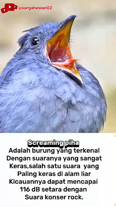 suara burung paling keras di alam liar #animals #shortvideo #hewan #birds #shorts
