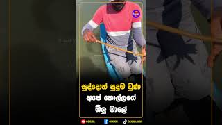 සුද්දොත් පුදුම වුණ අපේ කොල්ලගේ ඕලු මාලේ!