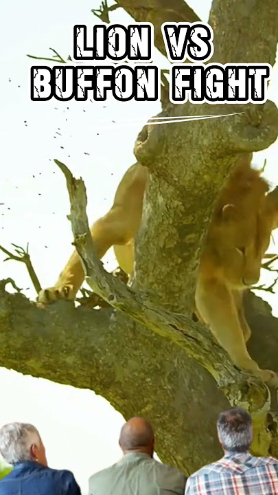 Lion Vs Buffon Fight #animals #shorts