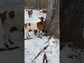 New kids playing in there first taste of ice and snow. #blackgoatfarmer #goats #goatfarm #meatgoats