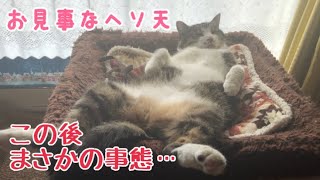 お見事なへそ天猫にまさかの事態が…ｗ【うちの子４にゃんず】