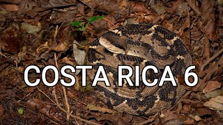 Behind the scenes - herping Costa Rica 6, Eyelash pit vipers, bushmaster, Terciopelo