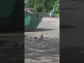 чайка жрет голубя