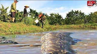 Viral Anaconda Belasan Meter Melintas di Tengah Sungai !! Warga Tak Berani Mendekat...