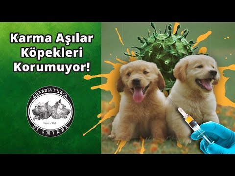 Guardia Turca Köpek Çiftliği