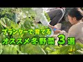 【プランター菜園】イチオシの秋冬野菜TOP3