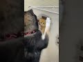 【豆柴】猫が気に入らない柴犬 #shorts