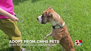 Chubbs - KMOU 8 Pet Corner