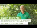 Клястероспориоз: дырчатая пятнистость листьев