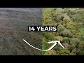 The most effective way of reforestation embracing natural processes