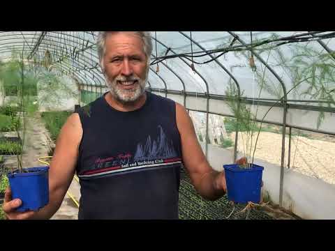 Video: Come trapiantare piante di asparagi