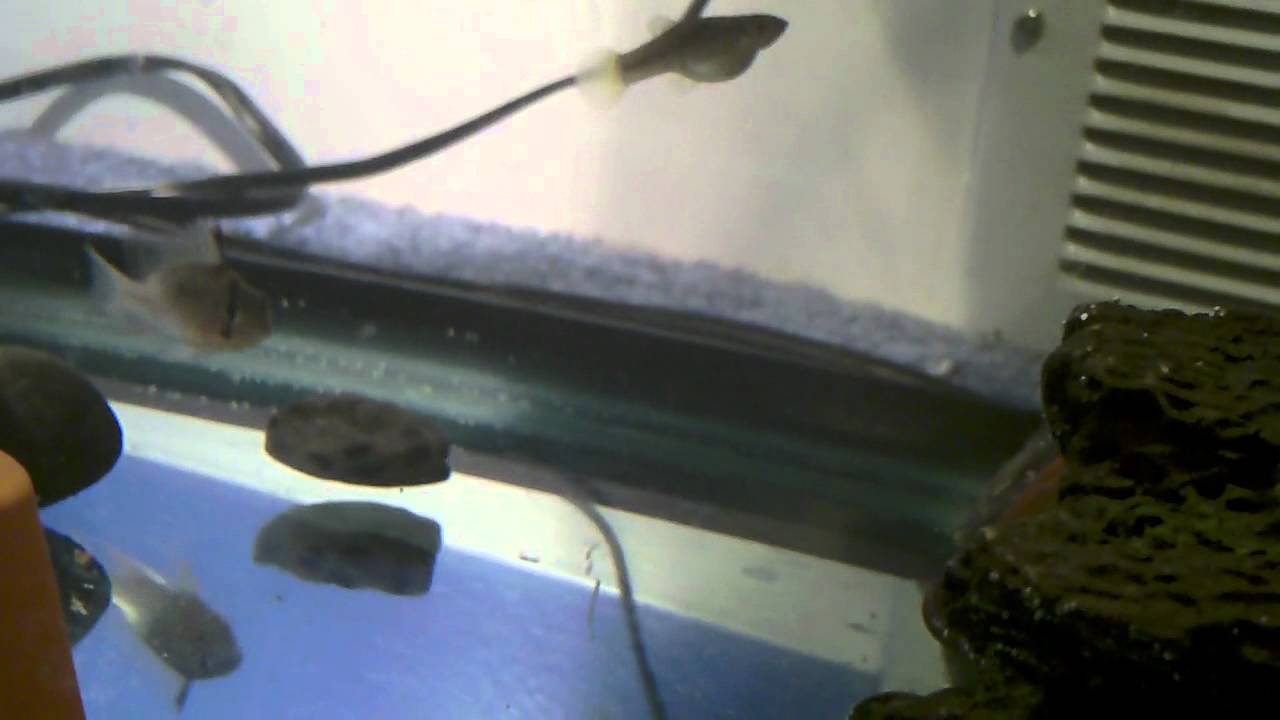 watershed update on musk turtle tank