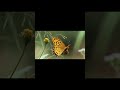 Beautiful Insects in Nature PART 1🦋 | 4K HDR 60FPS Dolby Vision Mind Relaxing Shorts #Shorts