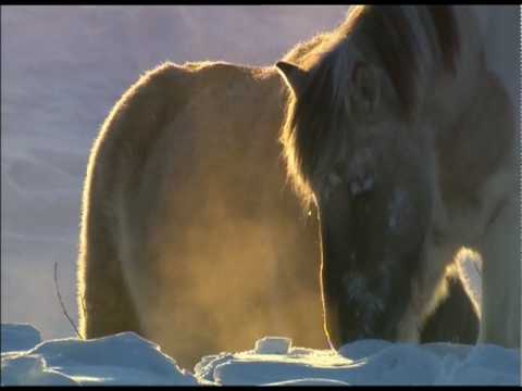 Wild Russia: Siberia Wild Horses