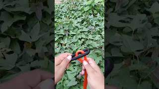 "Everyone Can Do this Knot!" #diy #knot #shorts