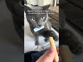C’est toujours l’heure de l’apéro #cat #chat