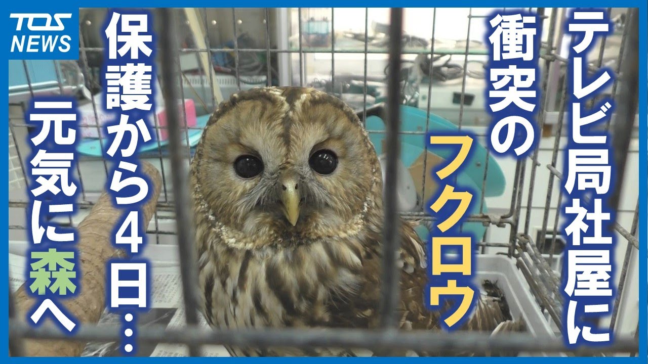 なんかよく分からないフクロウ maxresdefault.jpg