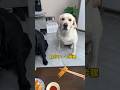 #shorts #dogi