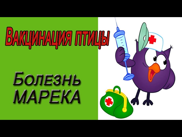 Вакцинация птицы. Вакцинация цыпленка от болезни Марека.