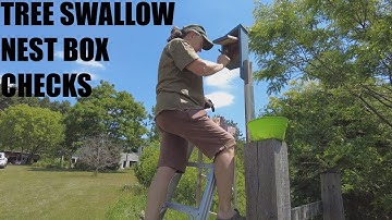 Tree Swallow Nest Box Checks