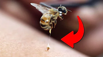 ¿Muere la abeja después de picar?