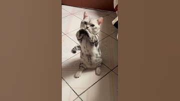 POV: Your Cat is the DJ 🎧🐾 | Funny Cat DJ Remix #FunnyCats #DJCat #CatPOV #CatRemix #CatsOfYouTube