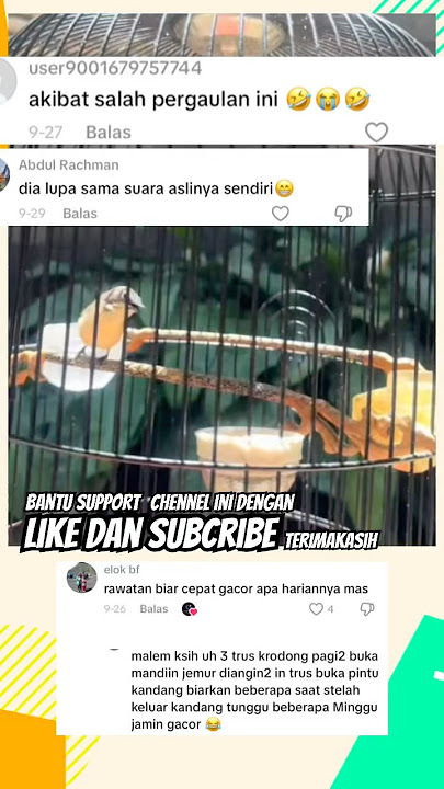 Remetuk Laut Isian Kenarian Super Gacor, Materi Masteran Terbaik untuk Semua Burung!