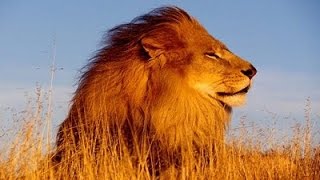 African Music Instrumental - African Lions chords