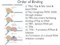 Transcription from DNA Virus Genomes (Lecture 8)