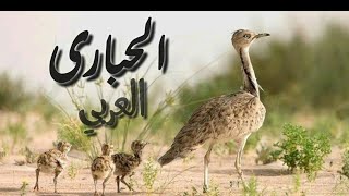 الحبارى الطائر الذي يحبه كل العرب خصوصا دول المشرق و الخليج العربي