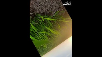 الله ولي الذين أمنو♥سورة البقرة ابو صُهيب