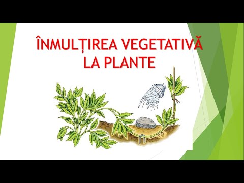 Video: Ce este înmugurirea plantelor?